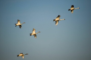 群れで飛ぶ白鳥