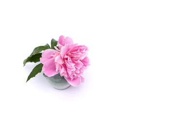 Pink peony. Beautiful spring flower in a ceramic vase on white background.