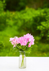 Pink peonies. Beautiful spring flowers in glass vase.