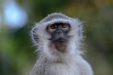 Vervet monkey perching on wood in background of green leaves