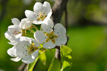 White flowers on the branches of trees in the spring