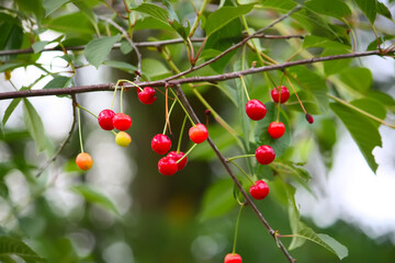 Branch with ripe red juicy cherries on a tree in a garden.