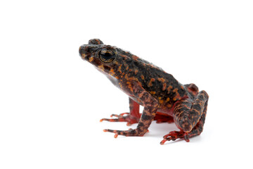 Bleeding Toad or Leptophryne cruentata closeup on isolated background, Leptophryne cruentata closeup on isolated background, Indonesian toad, Bleeding toad