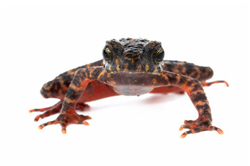 Bleeding Toad or Leptophryne cruentata closeup on isolated background, Leptophryne cruentata closeup on isolated background, Indonesian toad, Bleeding toad