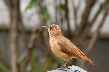 Traditional Brazilian bird known as 