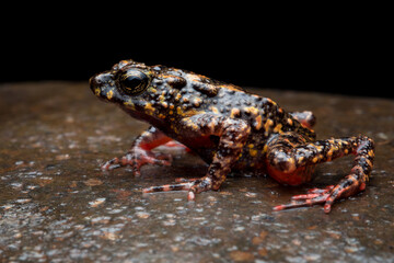 Bleeding Toad or Leptophryne cruentata closeup on stone