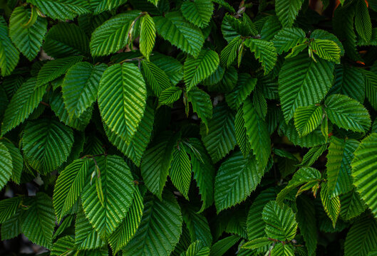 Selective focus of Ulmus pumila celer leaves, European hornbeam or carpinus betulus in the garden.