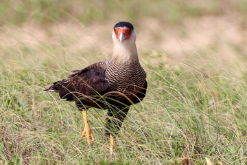 Grussai, RJ, Brazil, 04.21.23 - Crested caracara, Caracara plancus, hawk
