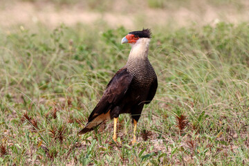 Grussai, RJ, Brazil, 04.21.23 - Crested caracara, Caracara plancus, hawk