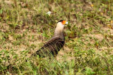 Grussai, RJ, Brazil, 04.21.23 - Crested caracara, Caracara plancus, hawk