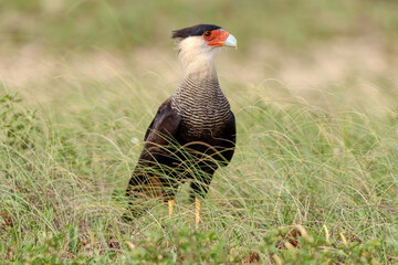 Grussai, RJ, Brazil, 04.21.23 - Crested caracara, Caracara plancus, hawk