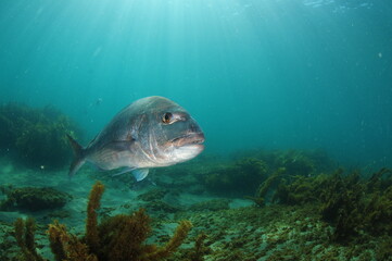 Large Australasian snapper Pagrus auratus approaching camera. Location: Leigh New Zealand
