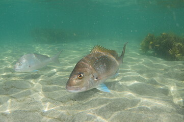 Australasian snapper Pagrus auratus with erected dorsal fin spines above white sandy sea floor....