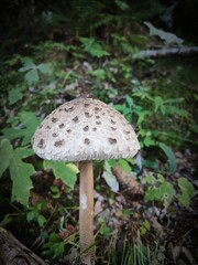 mushroom in the forest