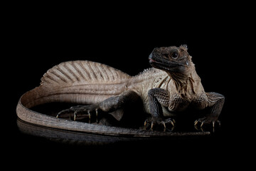 Closeup of Hydrosaurus weberi on isolated background, Hydrosaurus weberi lizard closeup