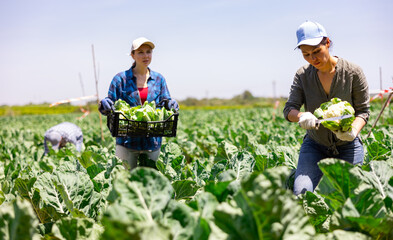 Naklejka na ściany i meble Positive asian woman picking harvest of cauliflower cabbage on the field