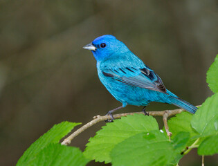Indigo bunting (Passerina cyanea) male during spring migration in Galveston, Texas, USA.