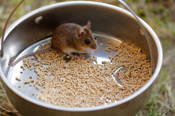 Wood mouse at the live trap