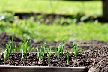 green sprouts from garlic in the ground