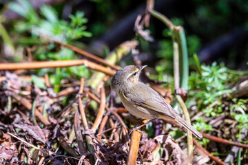 Pájaro posado en la rama de un árbol.