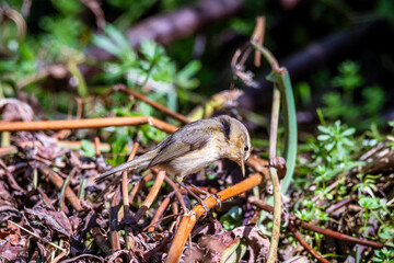 Pájaro posado en la rama de un árbol.