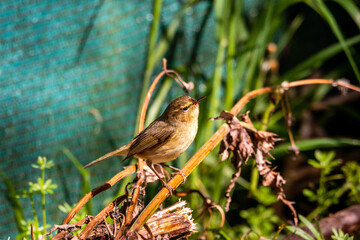 Pájaro posado en la rama de un árbol.