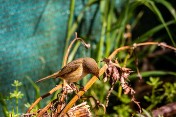 Pájaro posado en la rama de un árbol. © CarlosHerreros