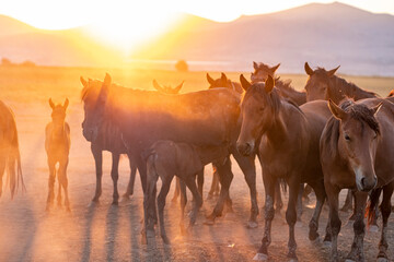 Wild horses running in dust at sunset. Horses aka Yilki Atlari live in Hurmetci Village, between...