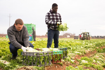 Portrait of men gardeners picking harvest of lettuce to crates in garden