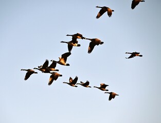 Flying Canada Geese