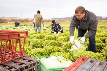 Farm worker hand harvesting organic green lettuce crop on fertile agriculture land
