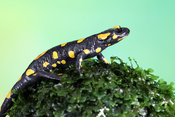 Tiger salamander (Ambystoma tigrinum) one of the largest salamanders on mossy wood.