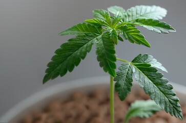 Young cannabis plants grow hydroponically. Growing marijuana.