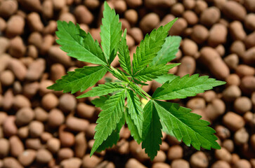 Young cannabis plants grow hydroponically. Growing marijuana.