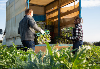 Farmers load artichoke boxes in a truck. High quality photo