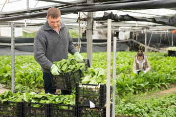 Focused man working in greenhouse, stacking boxes with freshly harvested spinach..