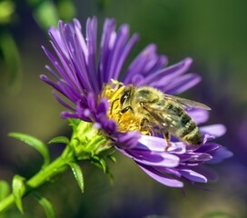 bee honeybee Apis Mellifera honey insect flower