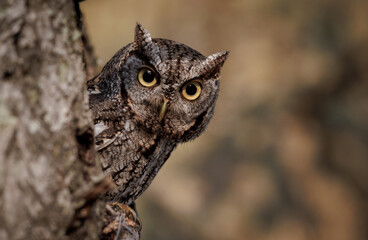 An eastern screech owl in southern Florida 