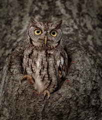 An eastern screech owl in southern Florida 