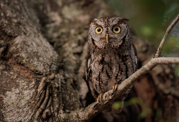 An eastern screech owl in southern Florida 