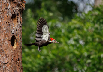 A Pileated Woodpecker nest in Florida 