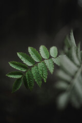 hanging branch with green leaves (selective focus)