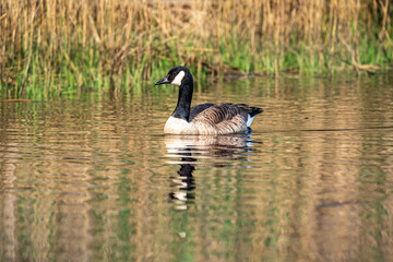 Canada goose swimming in the lake