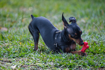 A pincher dog playing on a square city grass.