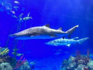 Great Shark 