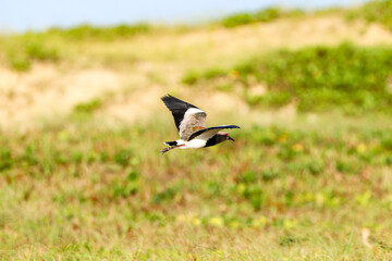 Grussai, RJ, Brazil, 04.21.23 - Southern lapwing, quero-quero, bird on Grussai beach