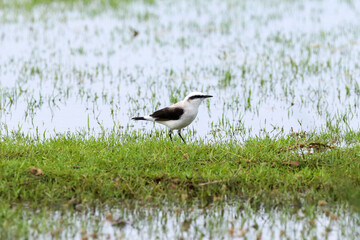 Grussai, RJ, Brazil, 04.21.23 - Masked water tyrant, Fluvicola nengeta, lavadeira-mascarada