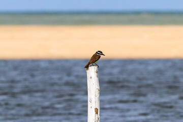 Grussai, RJ, Brazil, 04.21.23 - Great kiskadee, bem-te-vi, Pitangus sulphuratus, bird on Grussai beach