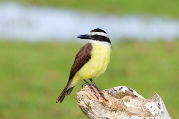 Obraz premium Grussai, RJ, Brazil, 04.21.23 - Great kiskadee, bem-te-vi, Pitangus sulphuratus, bird on Grussai beach