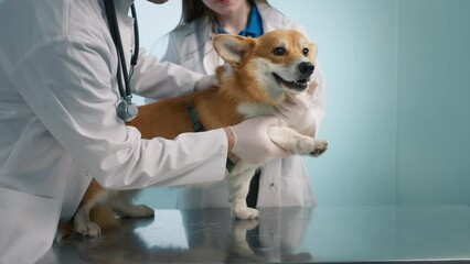 Smiling fluffy pet dog feeling good after veterinary treatment.Slow motion excellent vet service concept. Portrait of adorable cute welsh Corgi breed dog sitting on table in vet clinic cabinet indoors - Powered by Adobe
